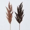 2-delige Set: Decoratieve Takken "Pampasgras" Bruin - (B)12 X (H)95 Cm -Home Uitgebreid Winkel boltze 2 delige set decoratieve takken pampasgras bruin b 12 x h 95 cm
