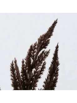 2-delige Set: Decoratieve Takken "Pampasgras" Bruin - (B)12 X (H)95 Cm -Home Uitgebreid Winkel boltze 2 delige set decoratieve takken pampasgras bruin b 12 x h 95 cm 2