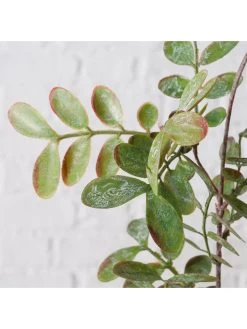 Decoratieve Bloem "Blad" Groen - (B)94 X (H)20 Cm -Home Uitgebreid Winkel boltze decoratieve bloem blad groen b 94 x h 20 cm 1